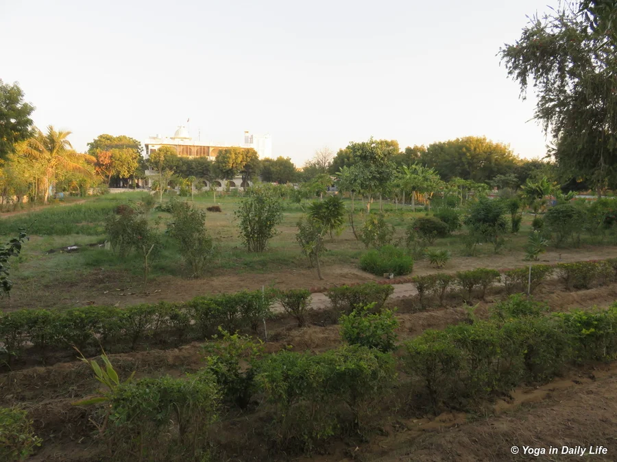 Mehendi nicely pruned
